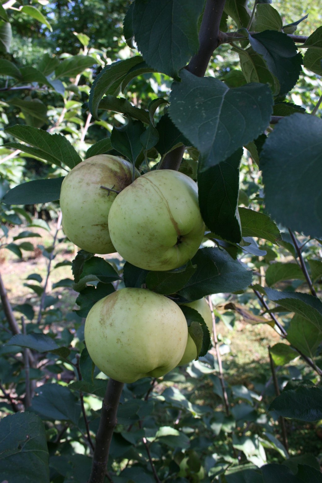 Jabłoń domowa "Antonówka Zw" / Malus domestica "Antonówka Zw"