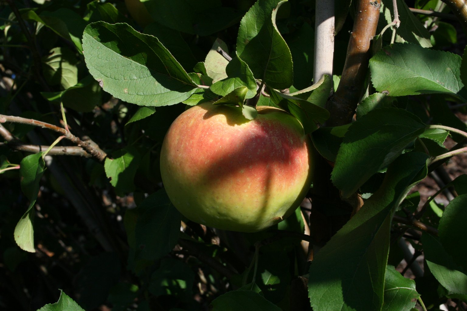 Jabłoń domowa ''Aporta" / Malus domestica "Aporta"