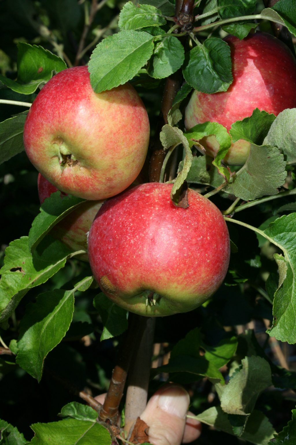 Jabłoń domowa "Charłamowskie" (sierpniówka) / Malus domestica "Charłamowskie"