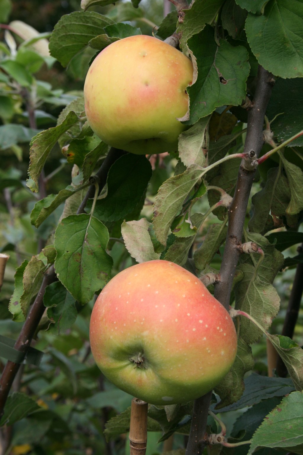 Jabłoń domowa "Golden Delicious" / Malus domestica "Golden Delicious"