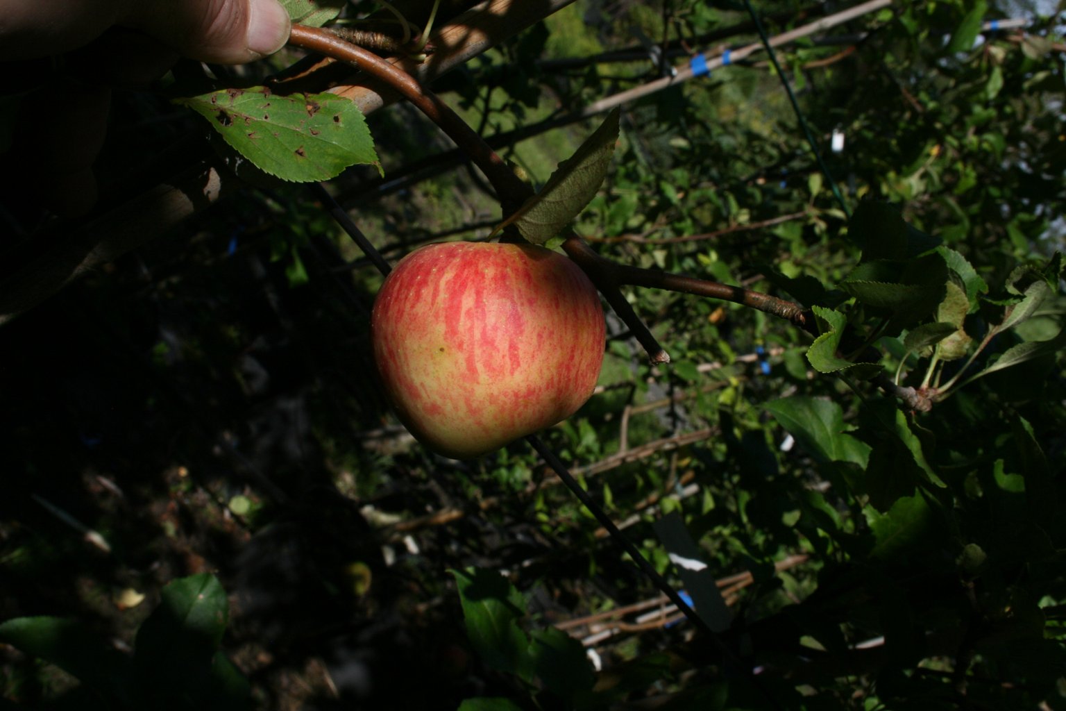 Jabłoń domowa Idared / Malus domestica "Idared"