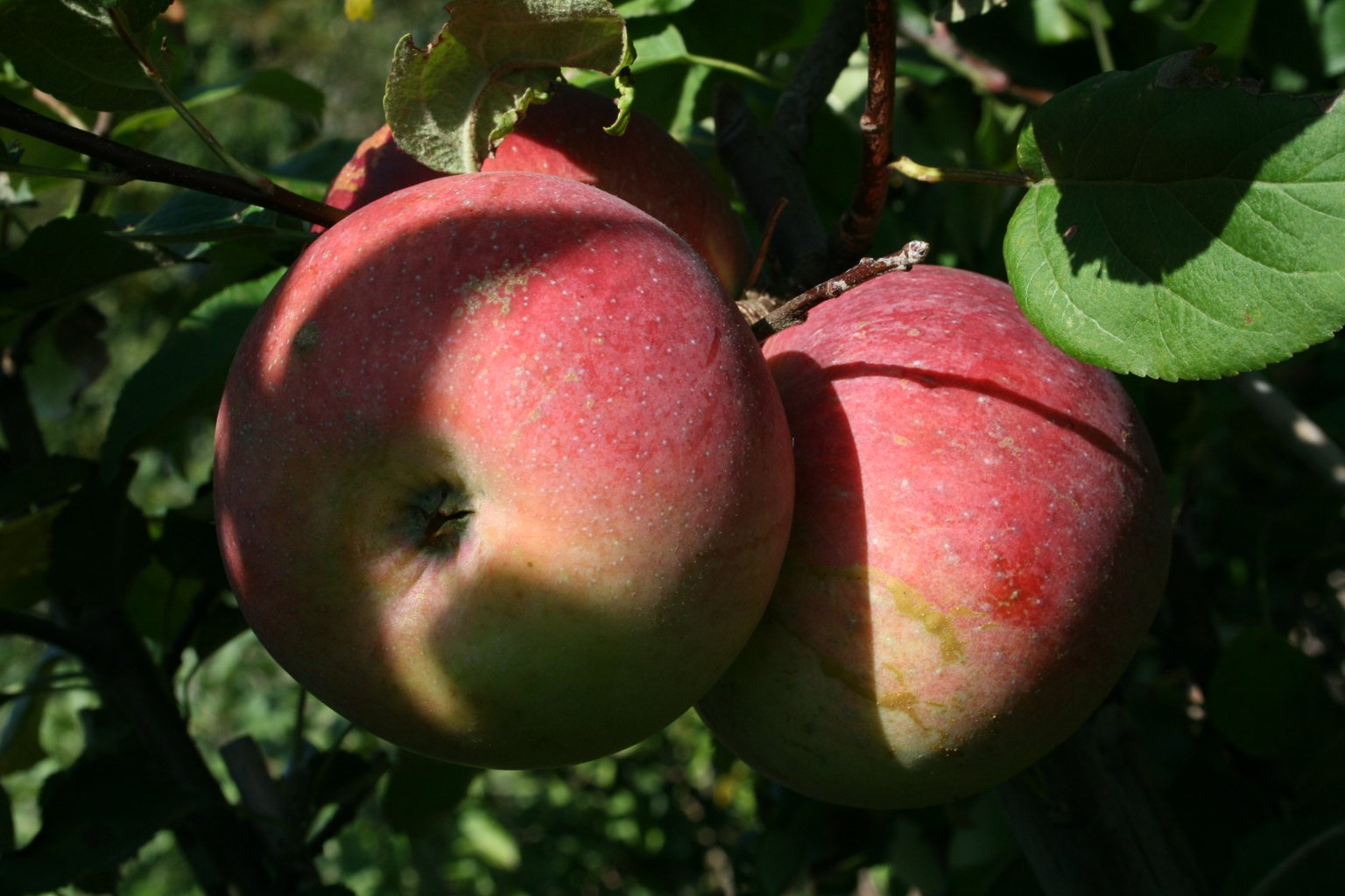 Jabłoń domowa Idared / Malus domestica "Idared"