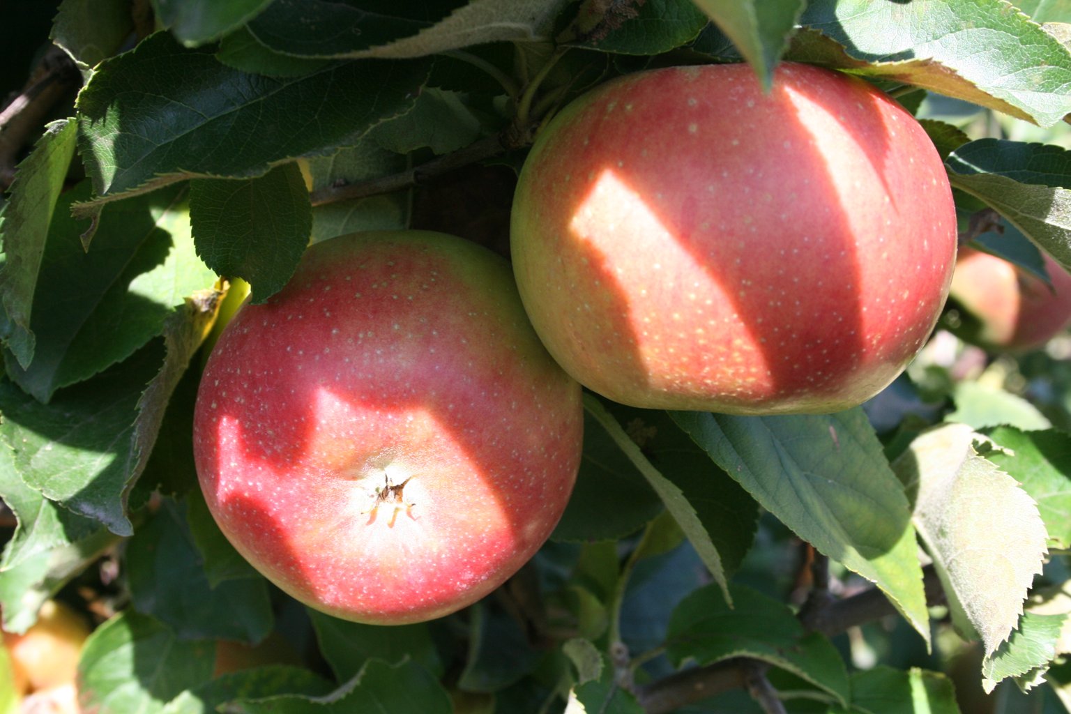 Jabłoń domowa Jonagold / Malus domestica "Jonagold"