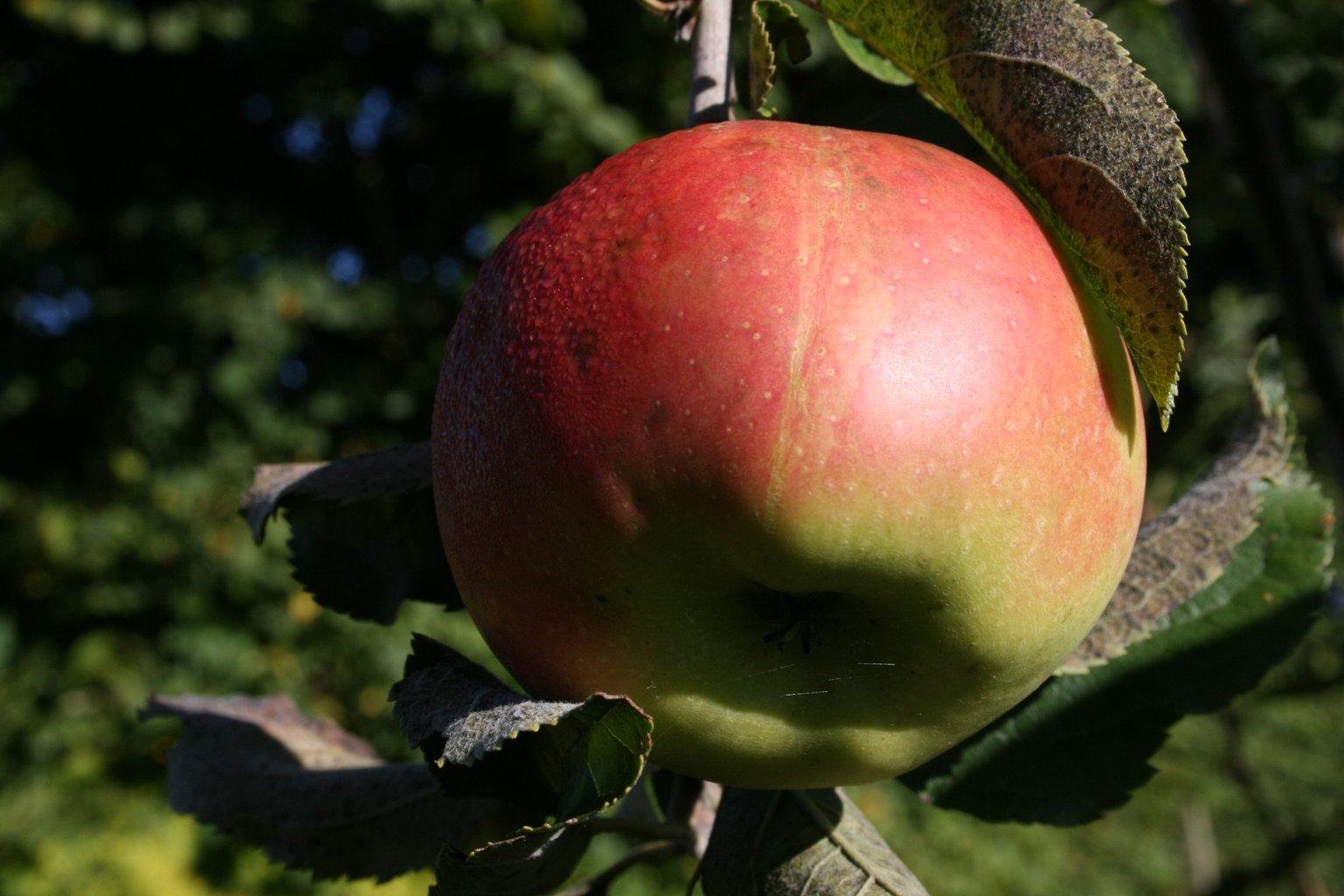 Jabłoń domowa Jonica / Malus domestica "Jonica"