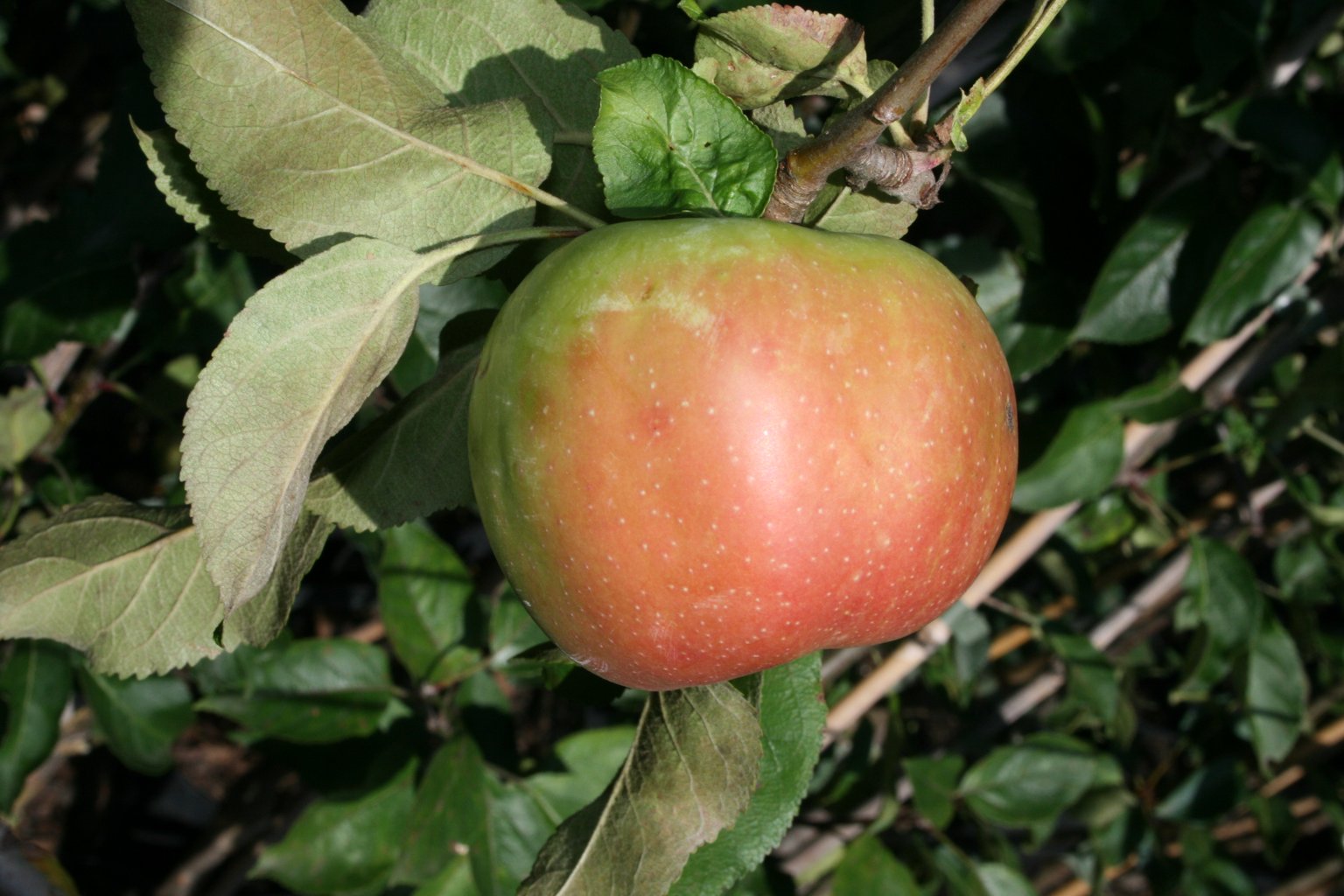 Jabłoń domowa "Kalwilla Adenslebrga" / Malus domestica "Kalwilla Adenslebrga"