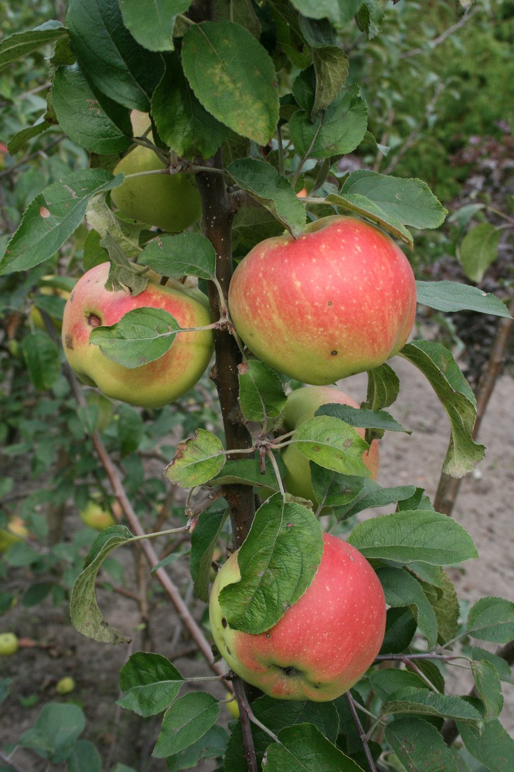 Jabłoń domowa "Kalwilla Adenslebrga" / Malus domestica "Kalwilla Adenslebrga"