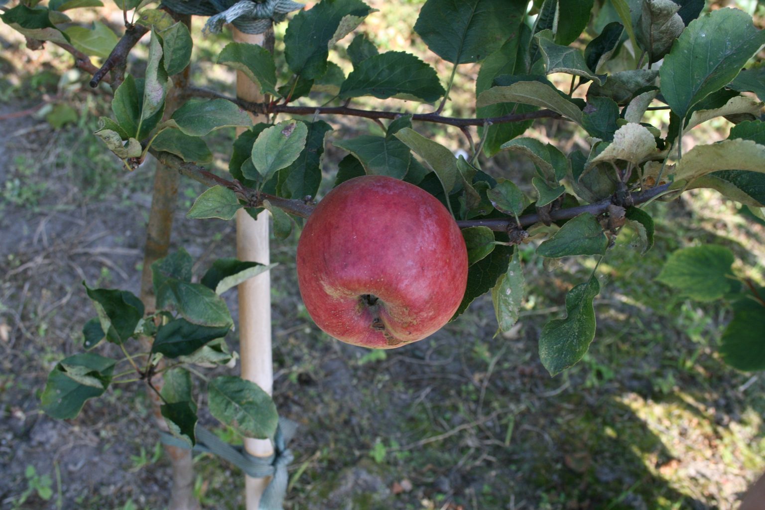 Jabłoń domowa "Katja'' / Malus domestica "Katja''