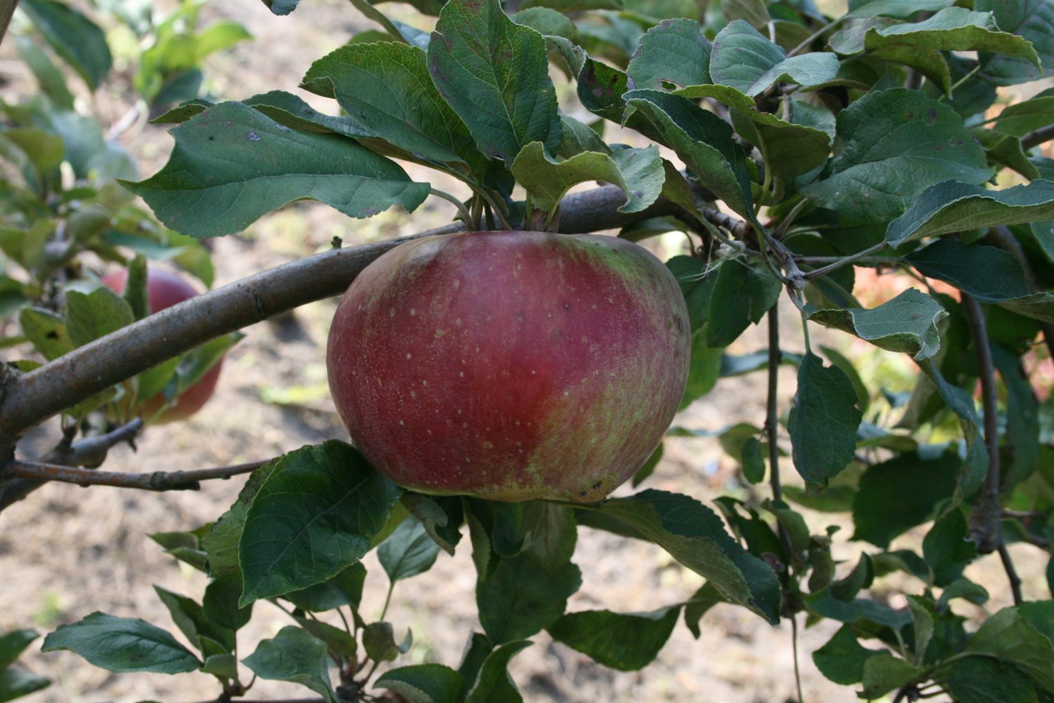 Jabłoń domowa "Katja'' / Malus domestica "Katja''