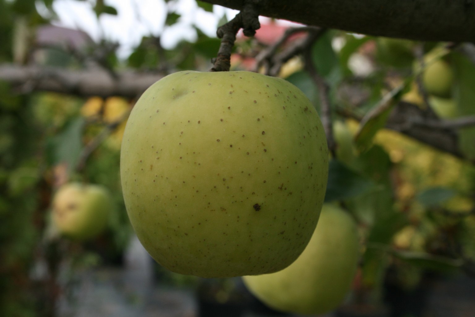 Jabłoń domowa Kosztela / Malus domestica "Kosztela"