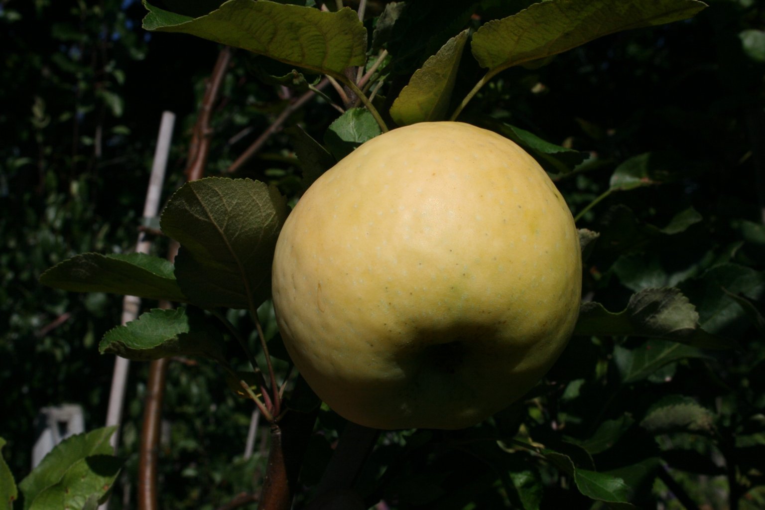 Jabłoń domowa Kronselka / Malus domestica "Kronselka"