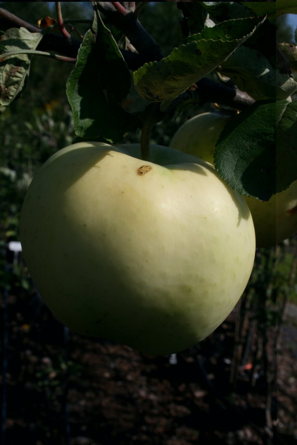 Jabłoń domowa Kronselka / Malus domestica "Kronselka"