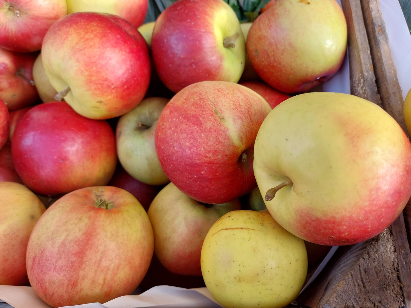 Jabłoń domowa "Ligol" / Malus domestica "Ligol"