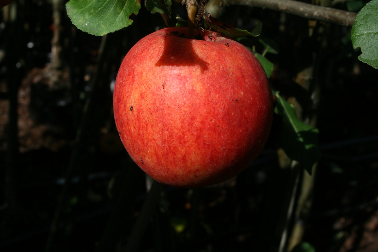 Jabłoń domowa Lired / Malus domestica "Lired"