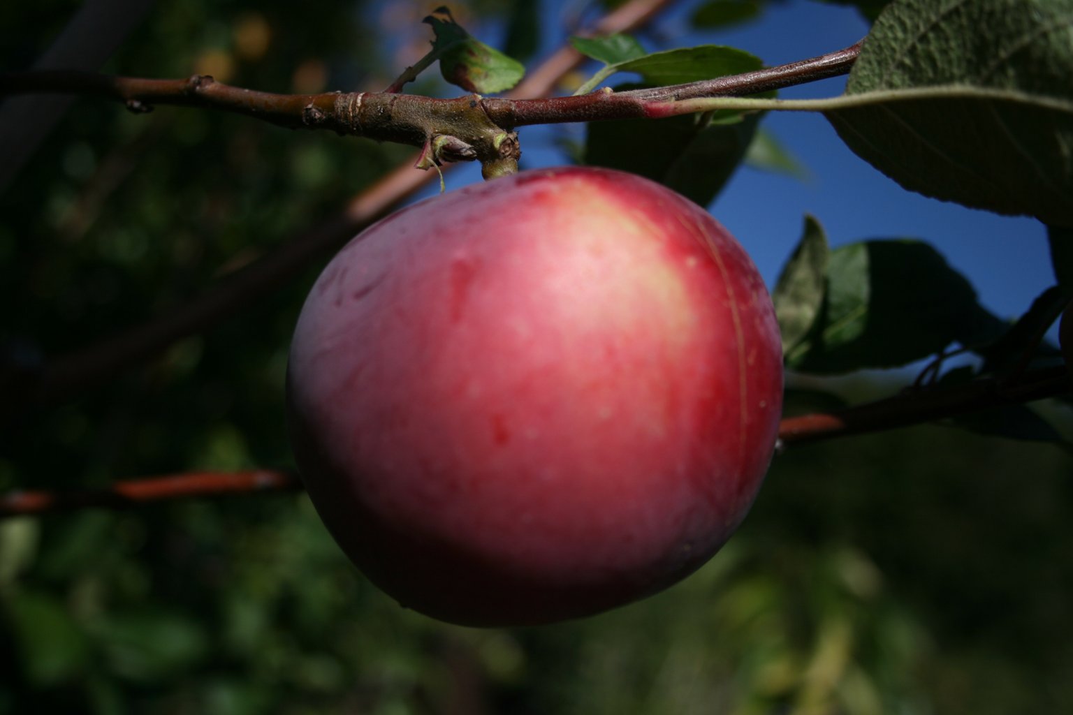 Jabłoń domowa Novamac / Malus domestica "Novamac"