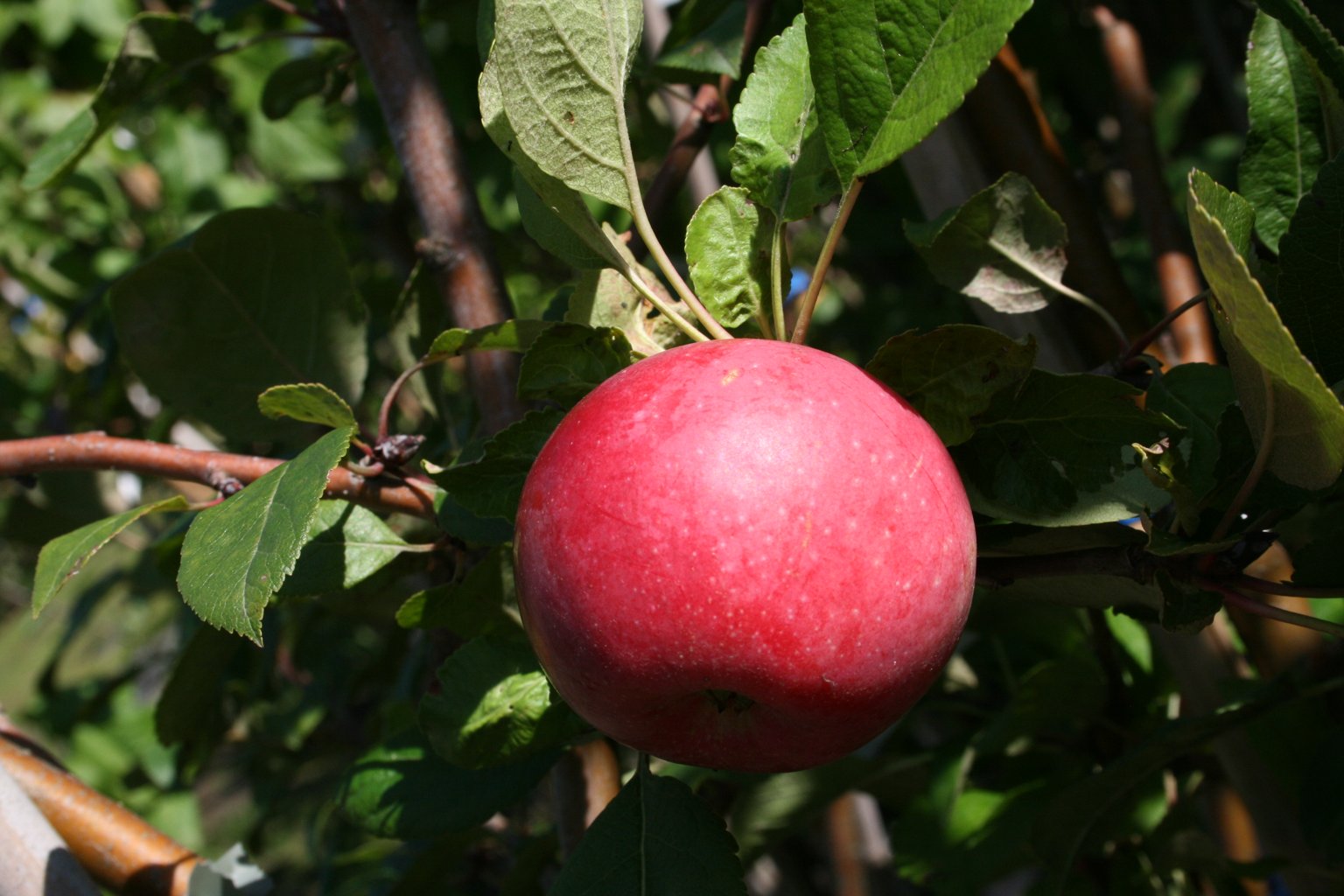 Jabłoń domowa Novamac / Malus domestica "Novamac"