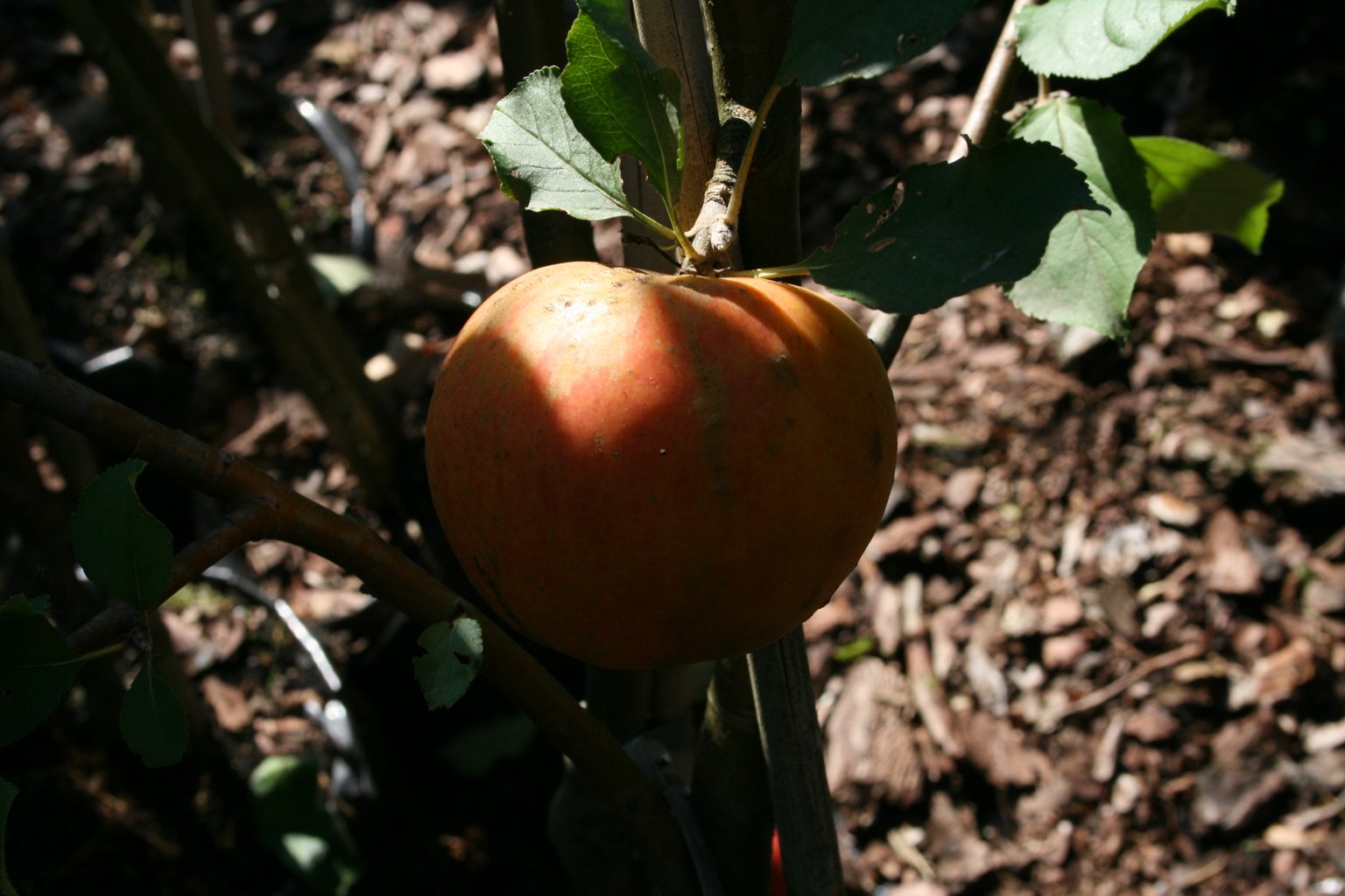 Jabłoń domowa "Pepina Ribstona" / Malus domestica "Pepina Ribstona"