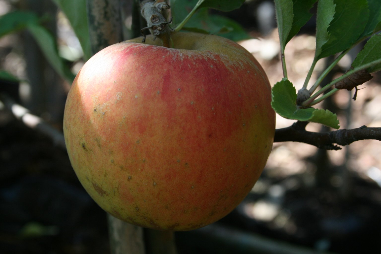 Jabłoń domowa "Pepina Ribstona" / Malus domestica "Pepina Ribstona"