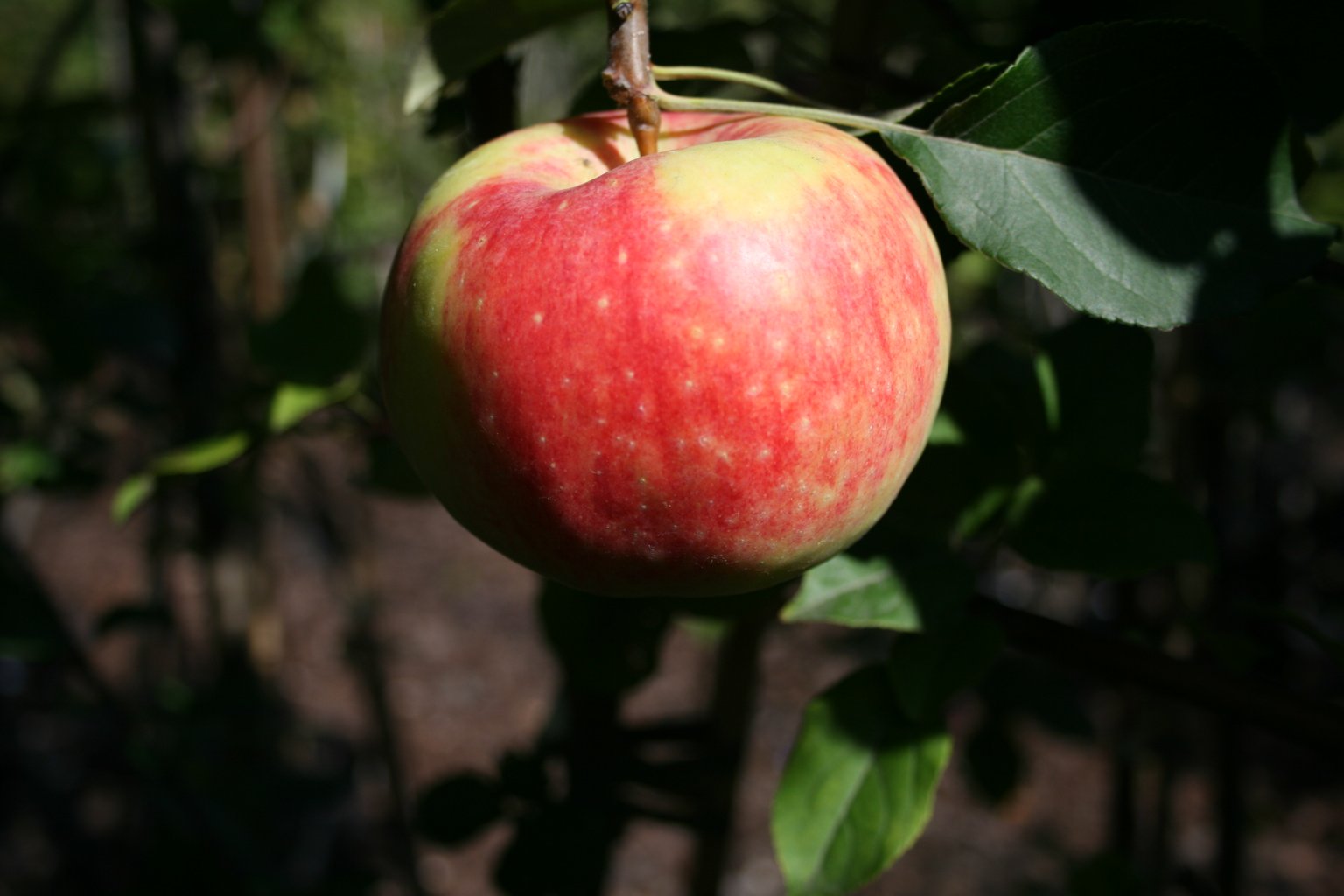 Jabłoń domowa "Piękna z Herrnhut" / Malus domestica "Piękna z Herrnhut"