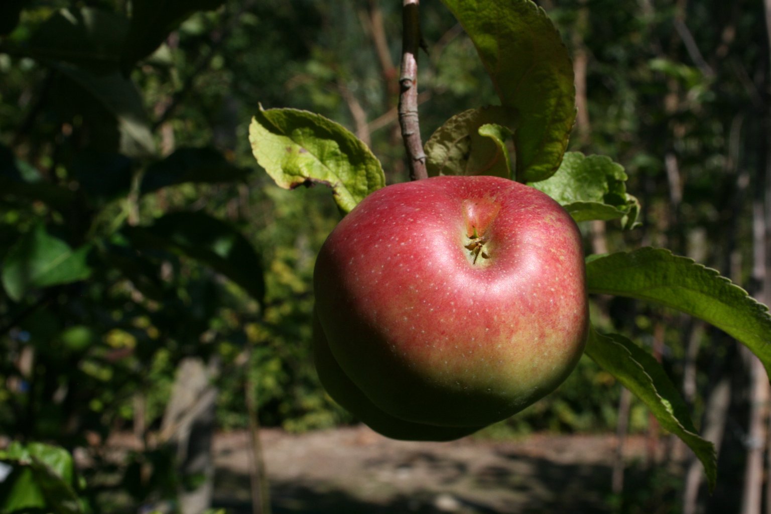 Jabłoń domowa "Piękna z Rept" / Malus domestica "Piękna z Rept"