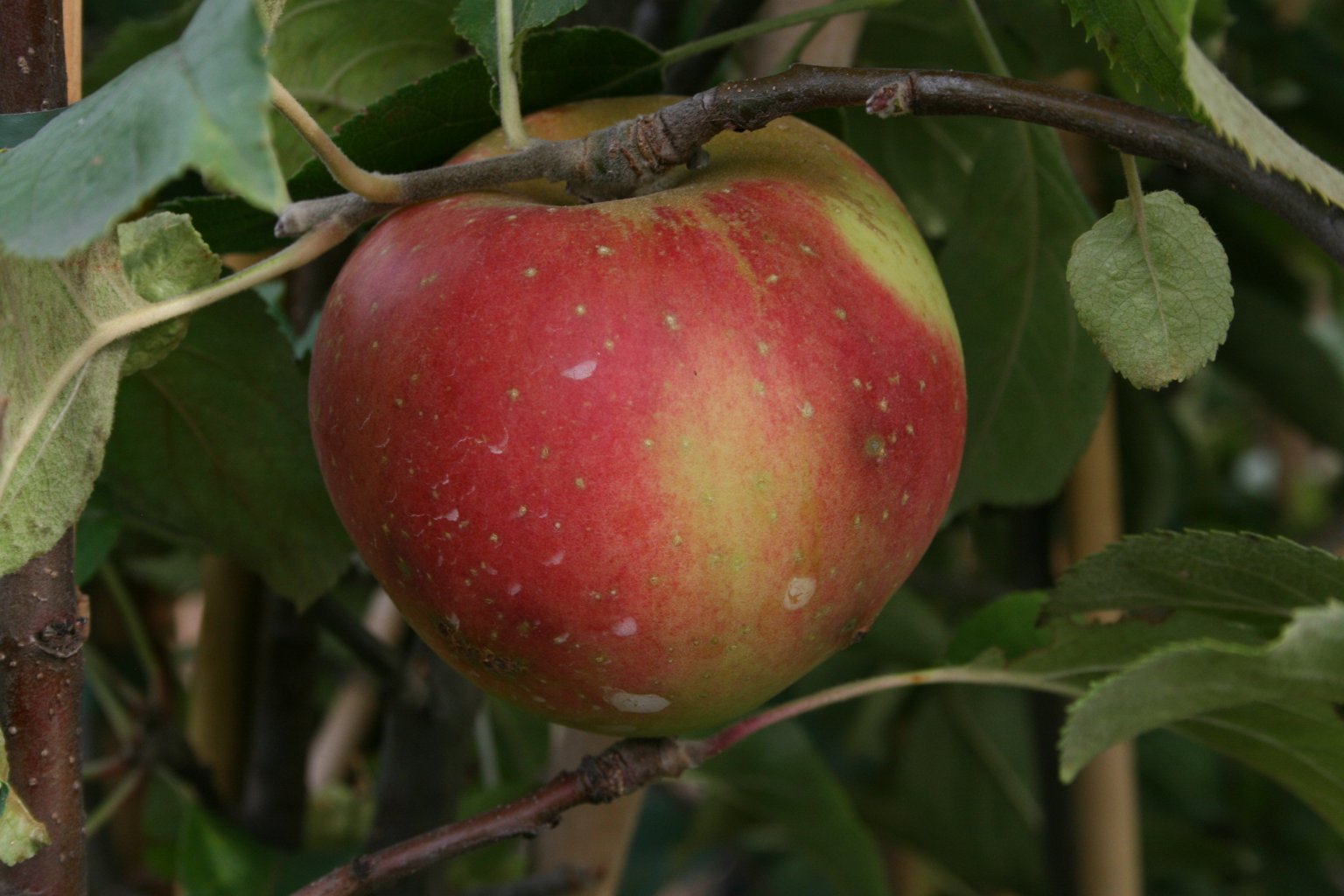 Jabłoń domowa "Piękna z Rept" / Malus domestica "Piękna z Rept"
