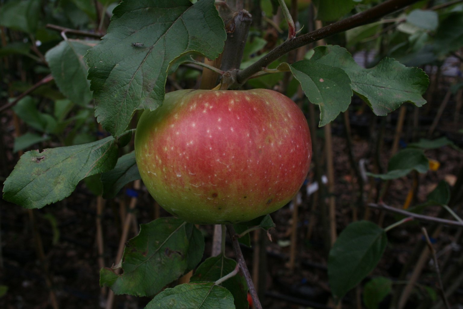 Jabłoń domowa "Red Shief'' / Malus domestica "Red Shief''