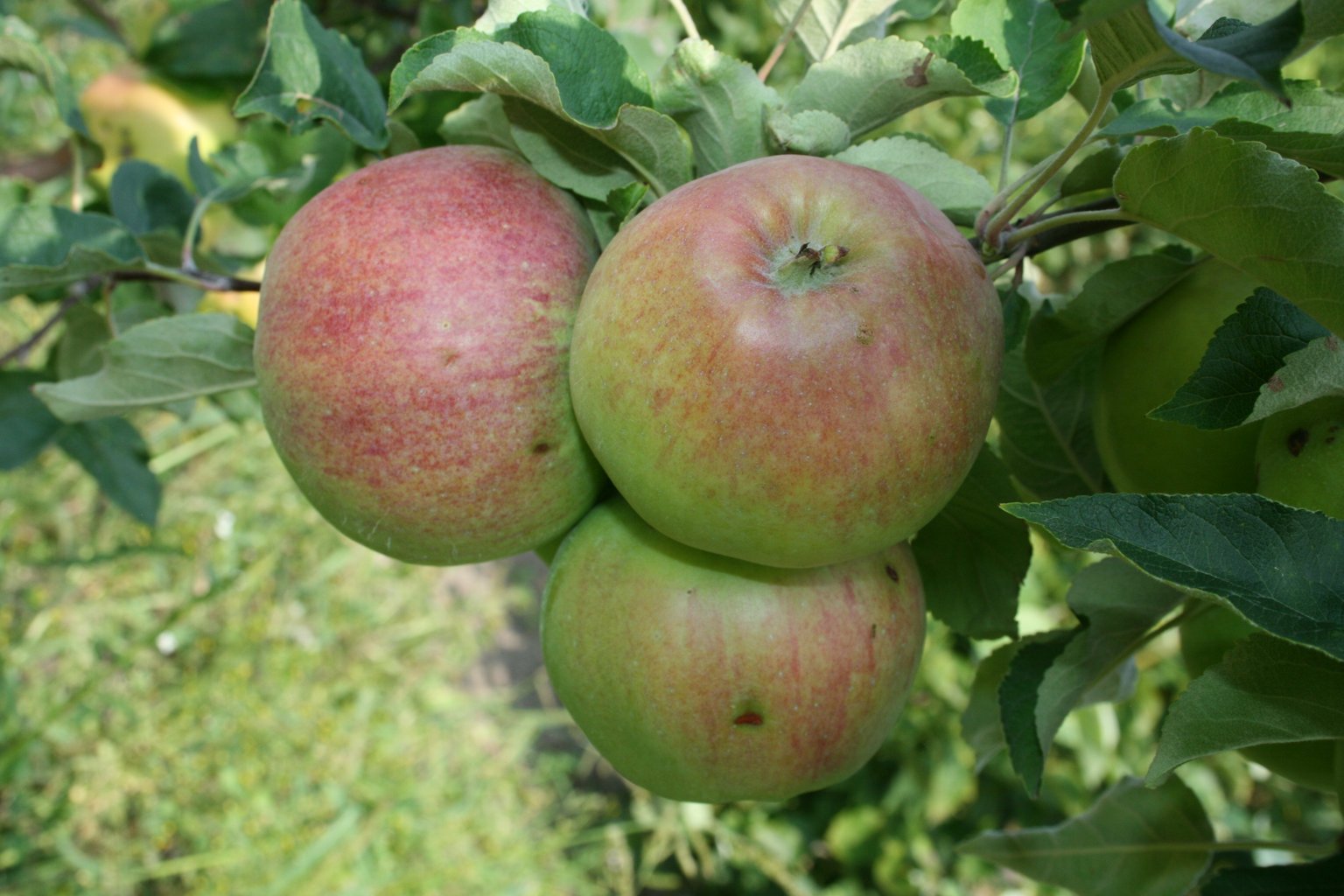 Jabłoń domowa "Reneta Baumana" / Malus domestica "Reneta Baumana"/Jacob Fischer/
