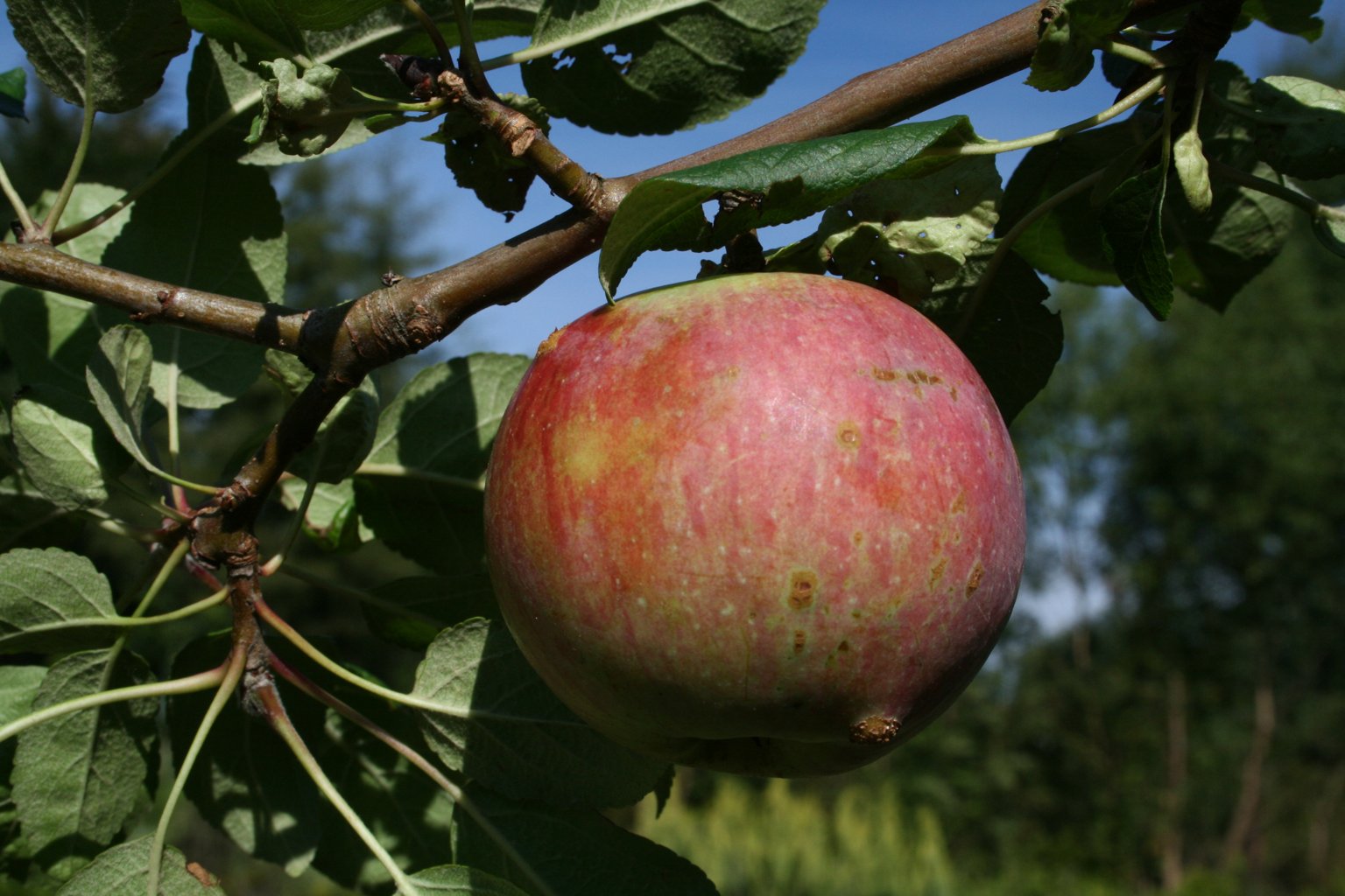 Jabłoń domowa "Różanka" / Malus domestica "Różanka"