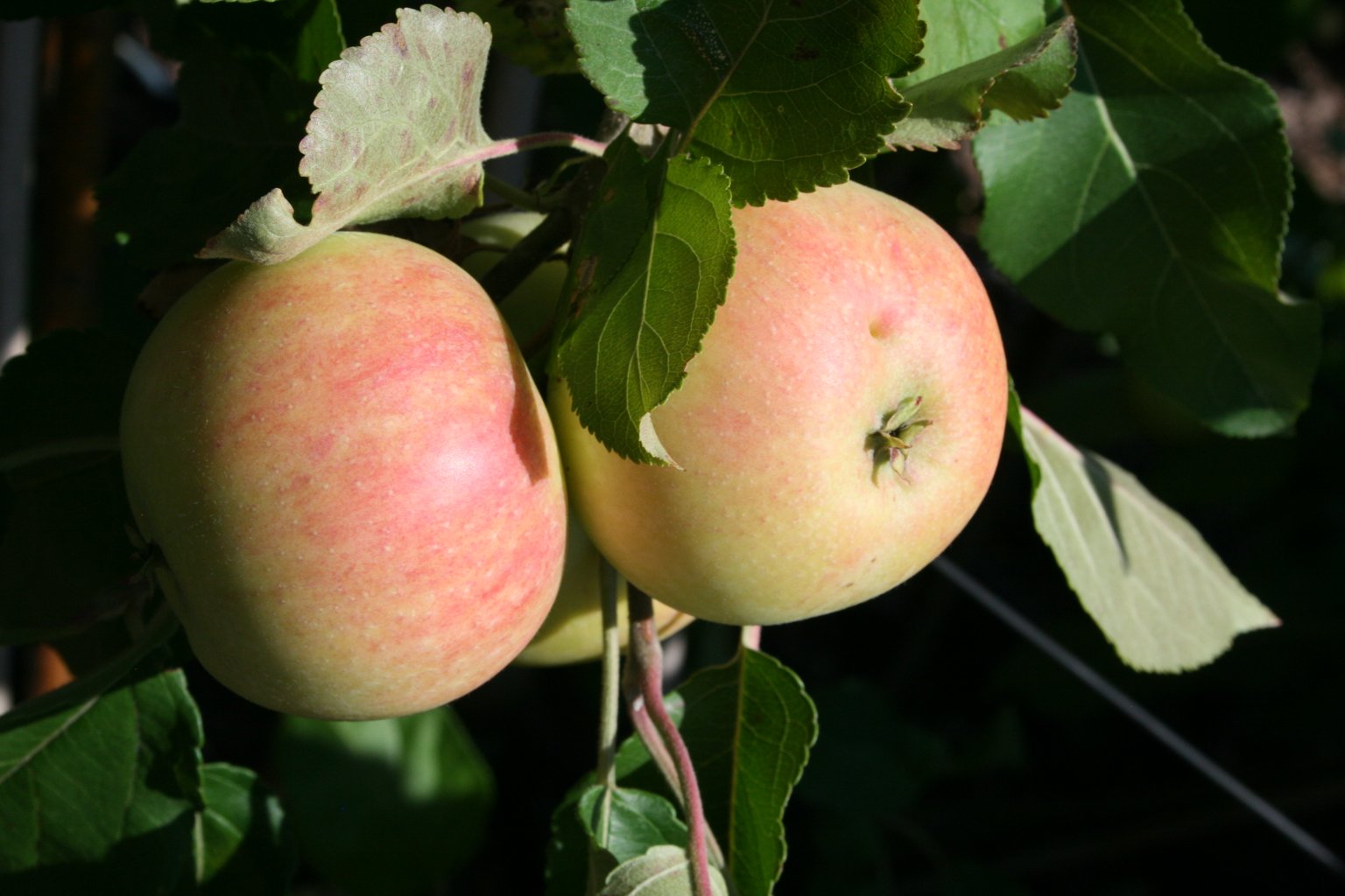 Jabłoń domowa "Różanka" / Malus domestica "Różanka"
