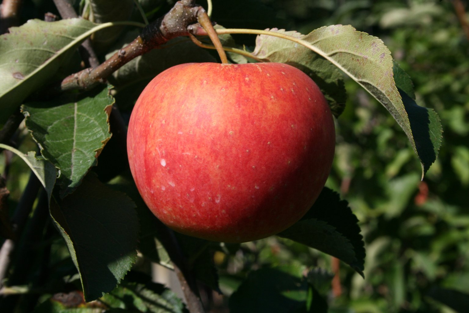 Jabłoń domowa "Rubin" / Malus domestica "Rubin"