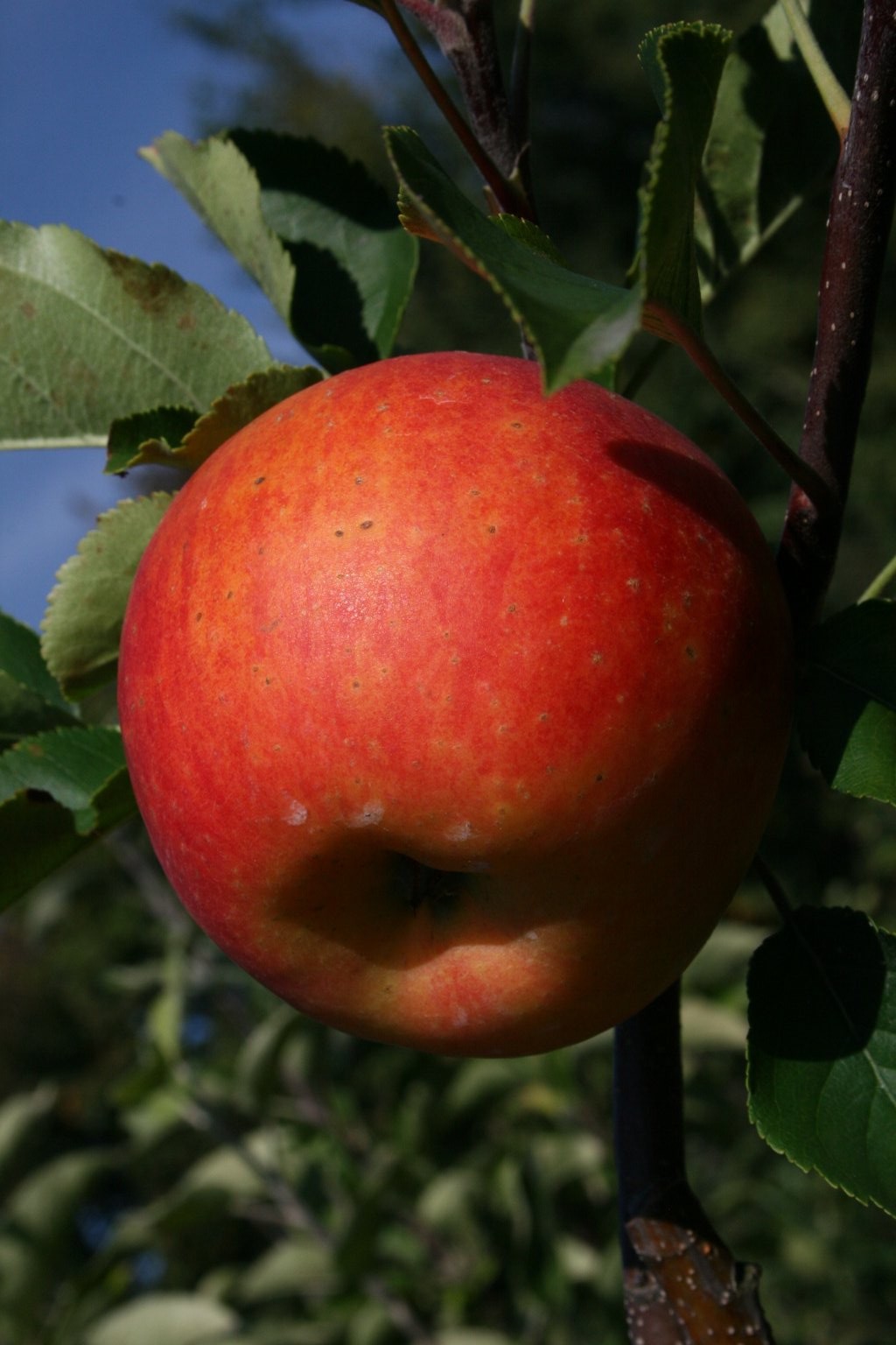 Jabłoń domowa "Rubin" / Malus domestica "Rubin"