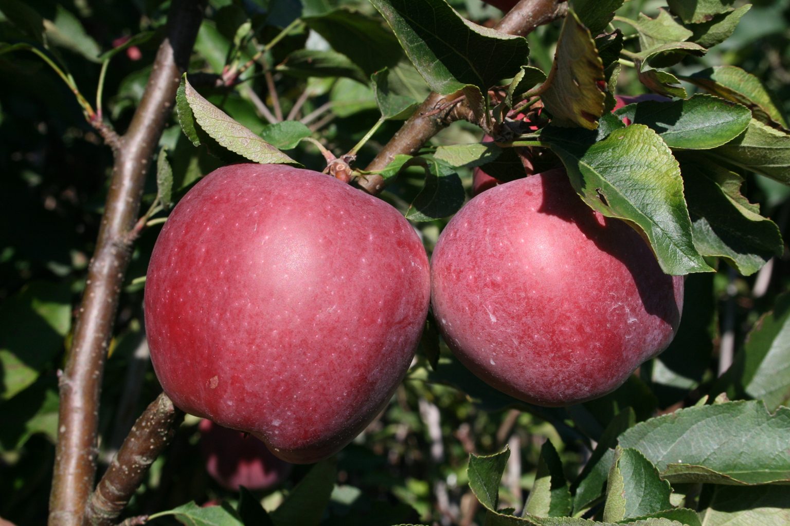 Jabłoń domowa Starking / Malus domestica "Starking"