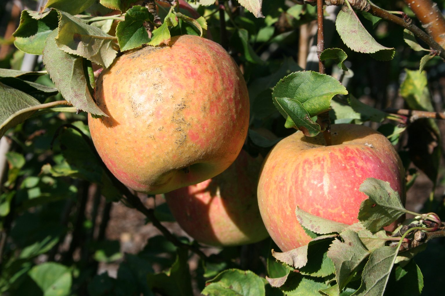 Jabłoń domowa Szampion / Malus domestica "Szampion"