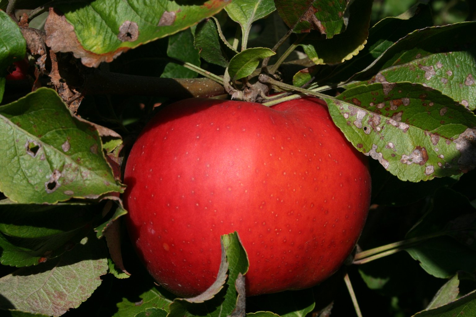 Jabłoń domowa "Sztetyna czerwona" / Malus domestica "Sztetyna czerwona"