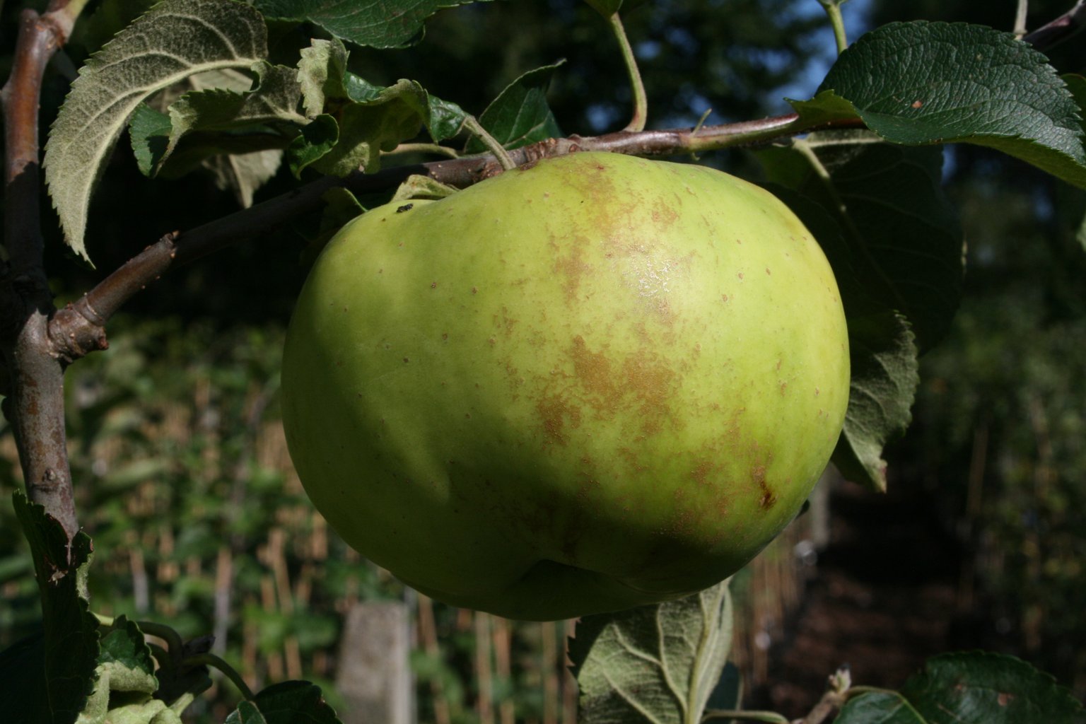 Jabłoń domowa "Sztetyna Zielona-Żółta" / Malus domestica "Sztetyna Zielona-Żółta"