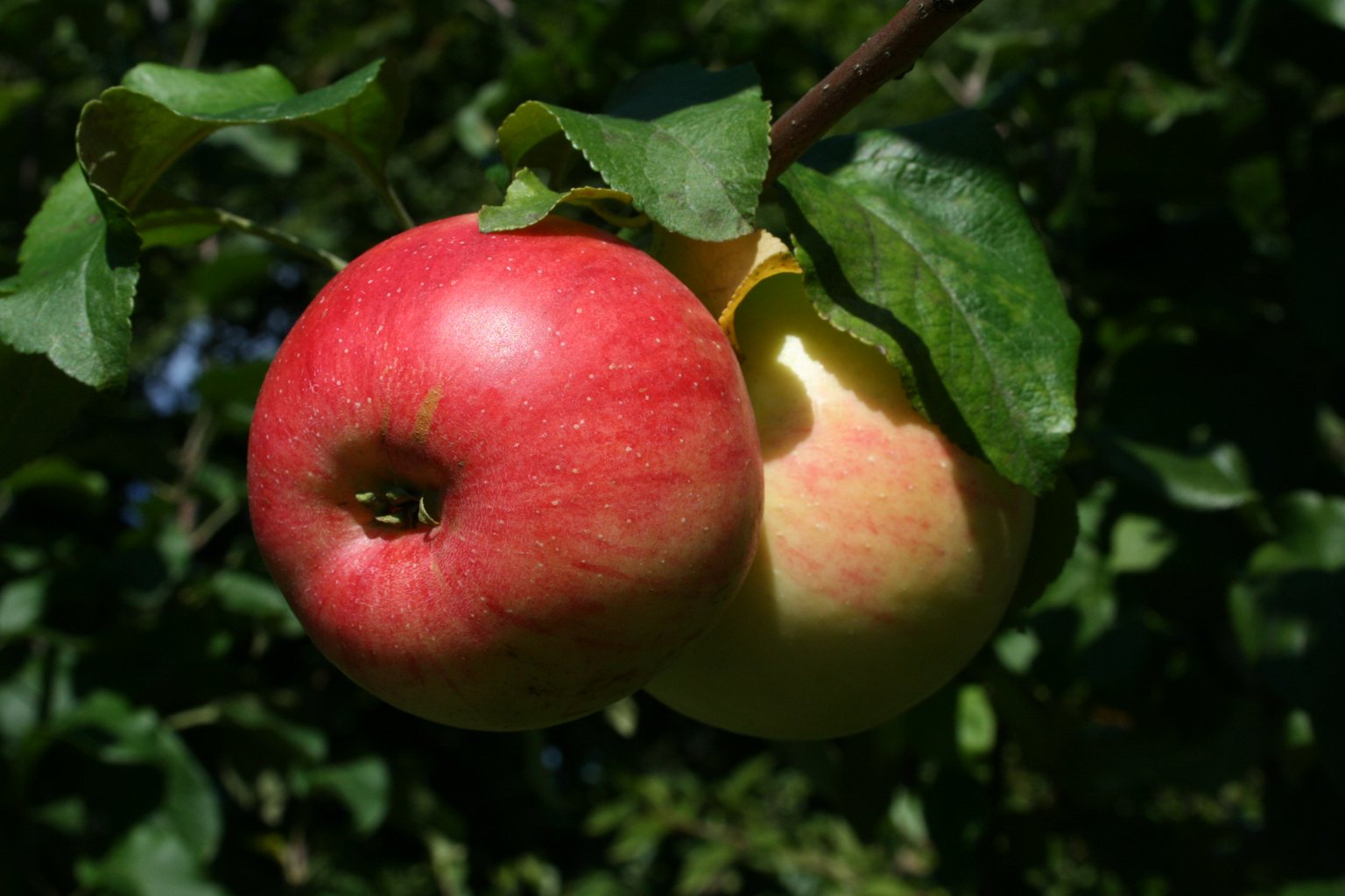 Jabłoń owocowa Wealthy / Malus domestica "Wealthy"