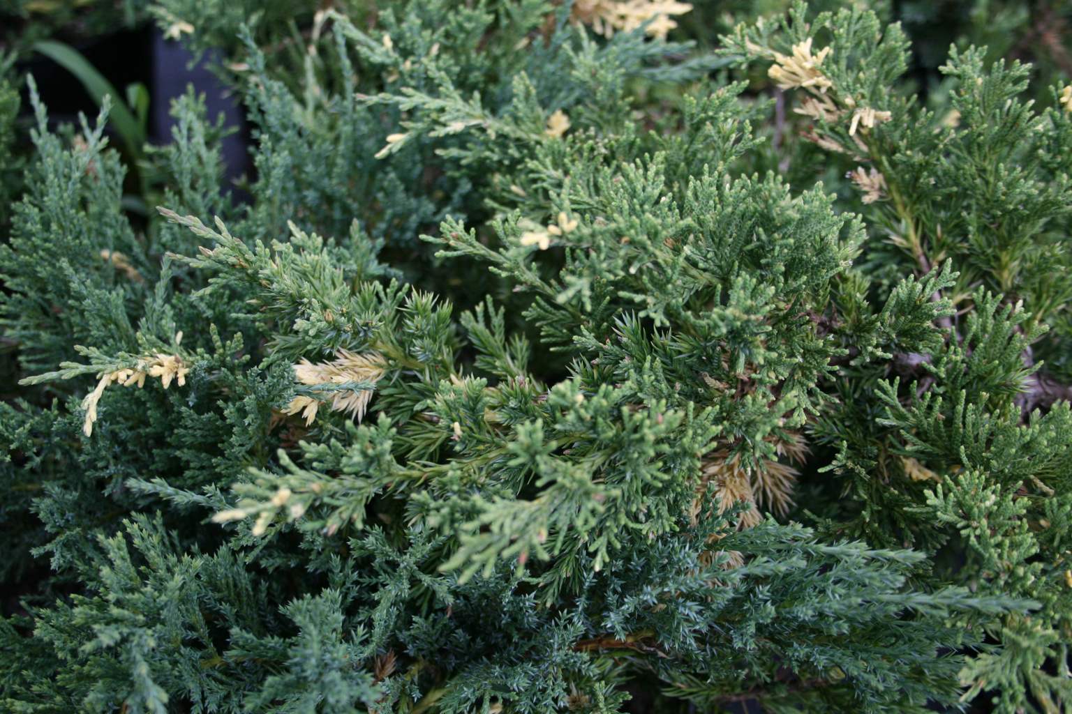 Jałowiec chiński "Expansa Variegata" / Juniperus chinensis "Expansa Variegata"
