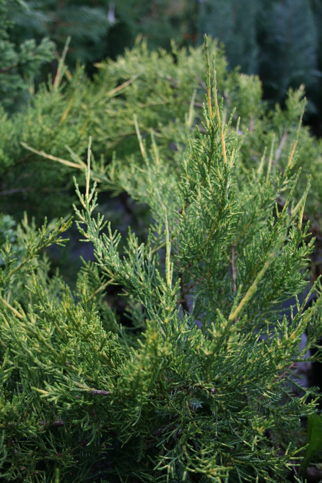 Jałowiec chiński "Kuriwao Gold" / Juniperus chinensis "Kuriwao Gold"