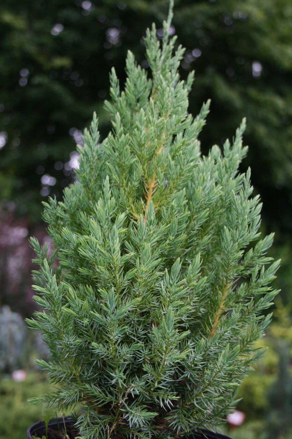 Jałowiec chiński "Stricta" / Juniperus chinensis "Stricta"