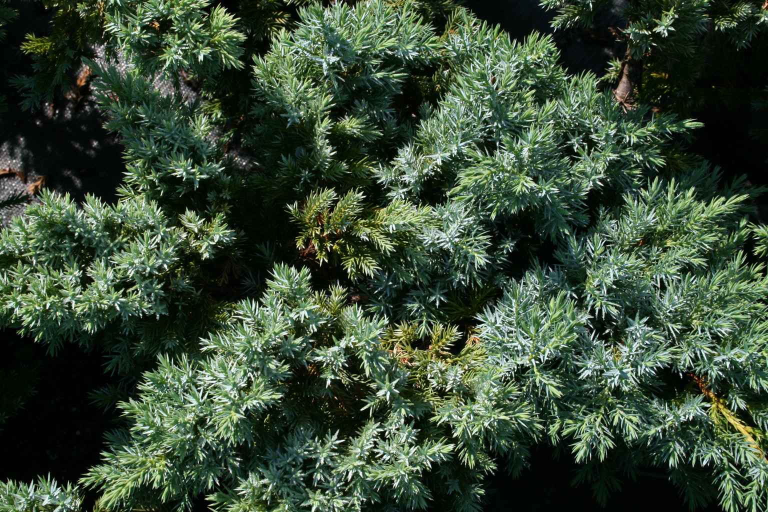 Jałowiec łuskowaty "Blue Spider" / Juniperus squamata "Blue Spider"