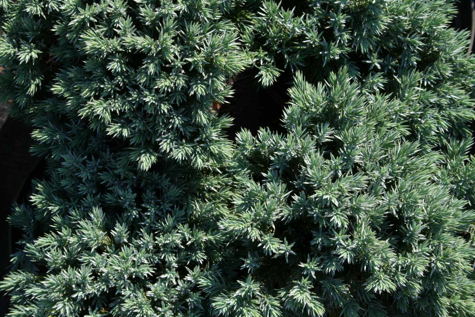 Jałowiec łuskowaty "Blue Star" / Juniperus squamata "Blue Star"
