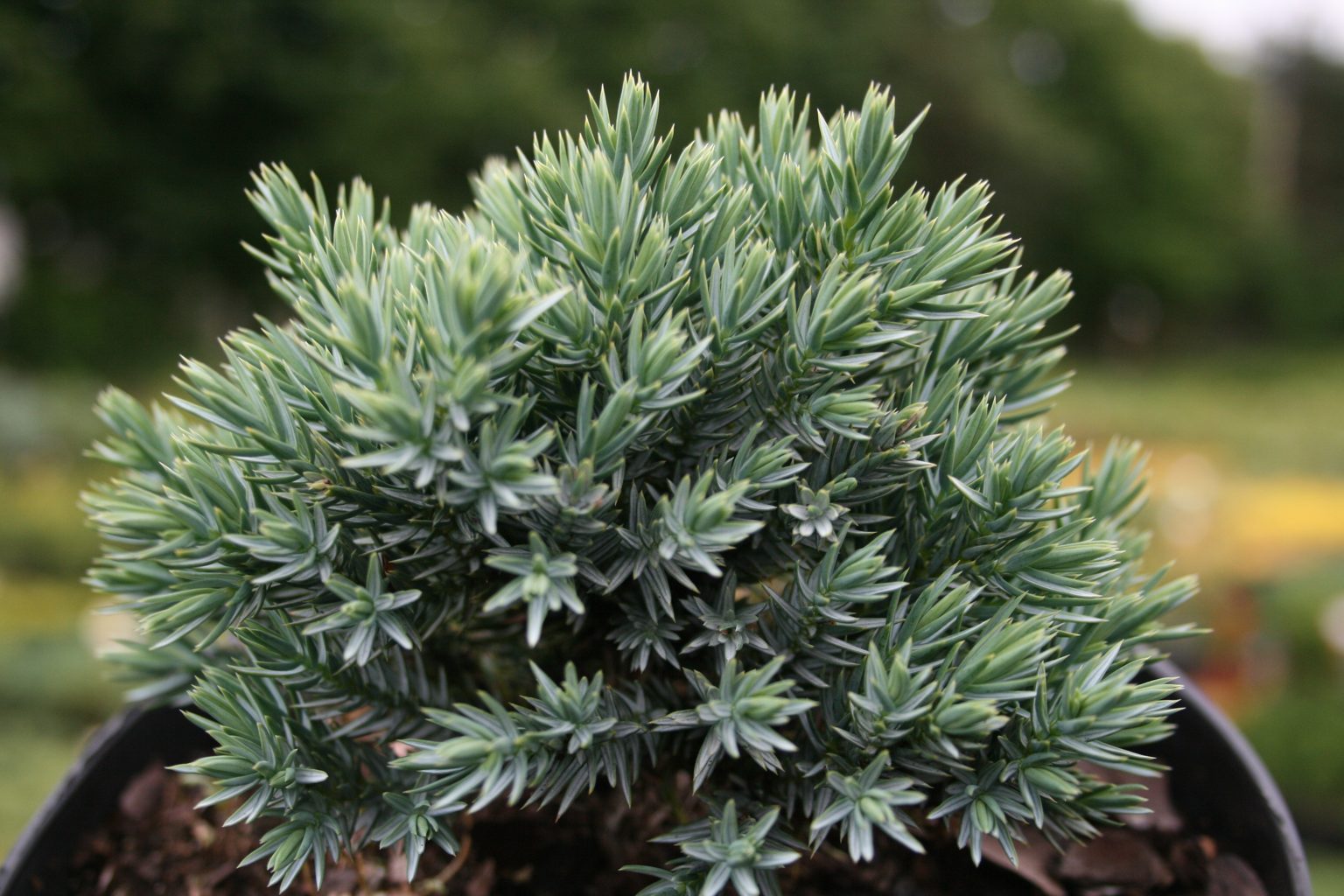 Jałowiec łuskowaty "Blue Star" / Juniperus squamata "Blue Star"