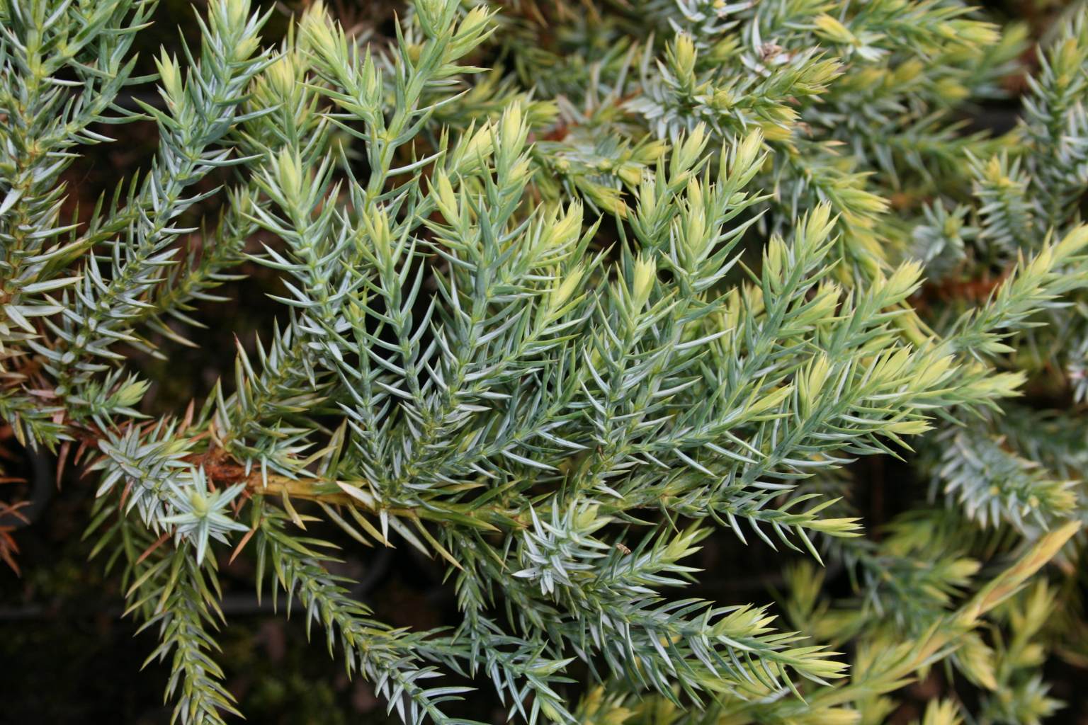 Jałowiec łuskowaty "Gold Tip" / Juniperus squamata "Gold Tip"