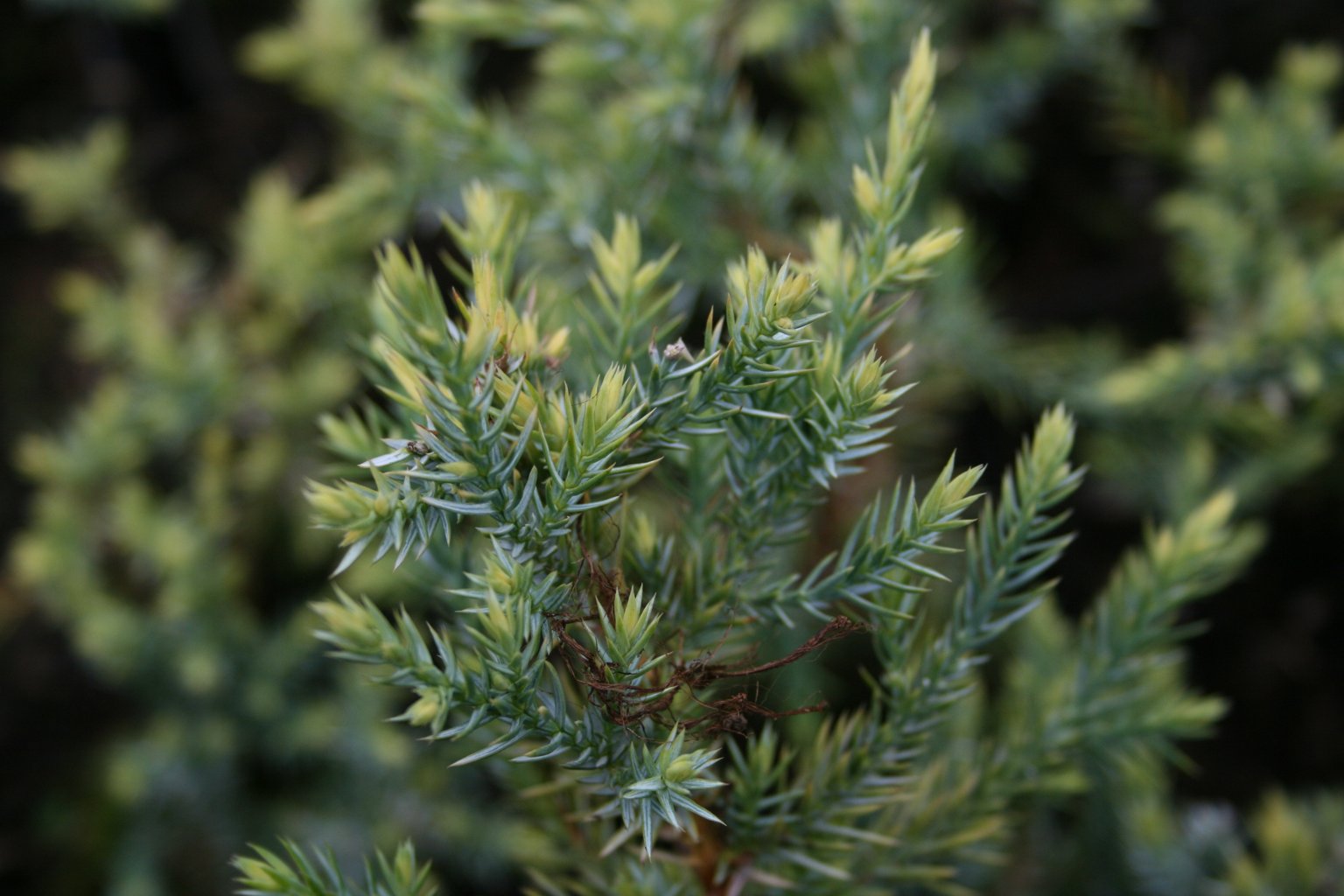 Jałowiec łuskowaty "Gold Tip" / Juniperus squamata "Gold Tip"