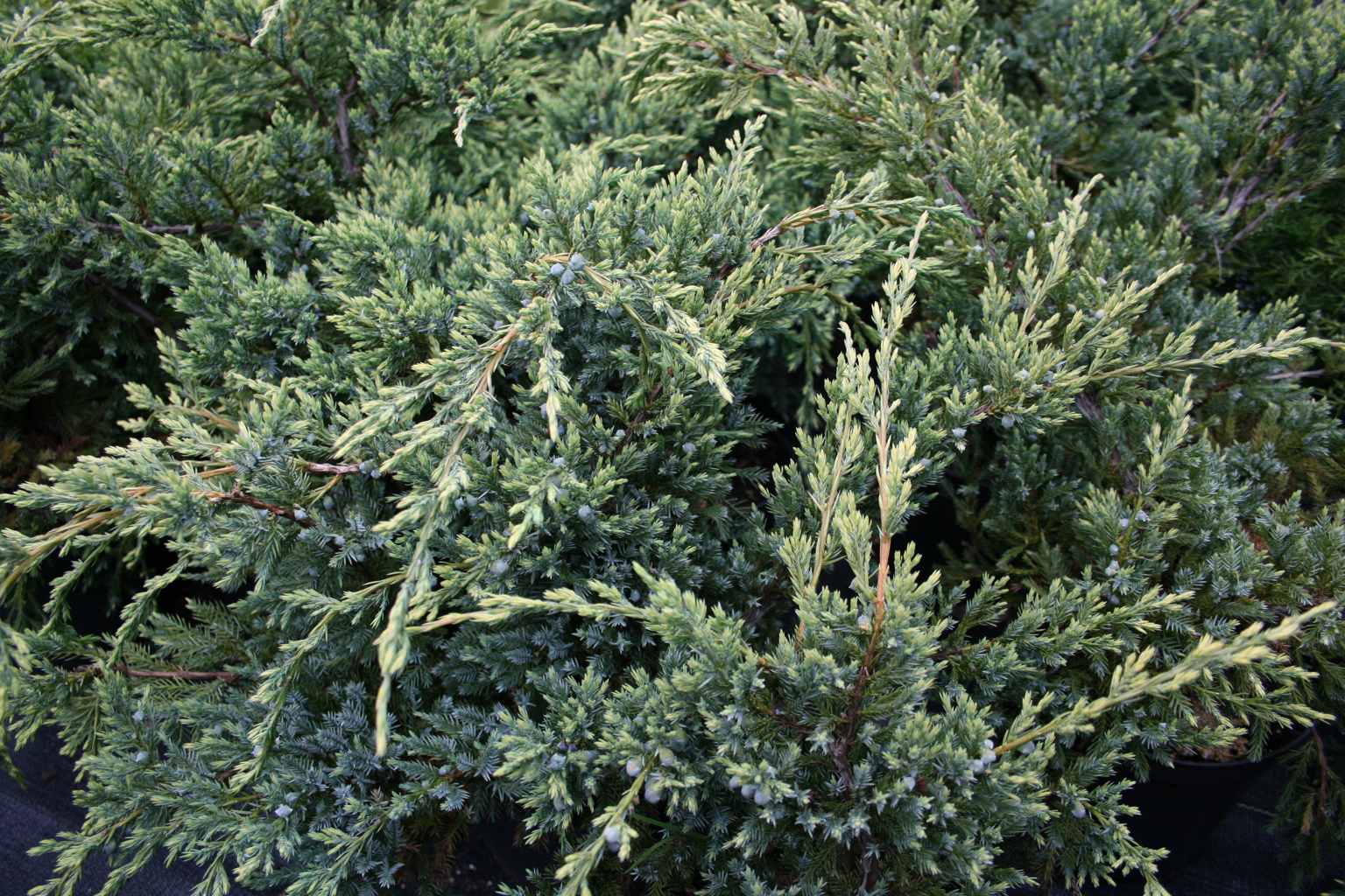 Jałowiec łuskowaty "Holger" / Juniperus squamata "Holger"