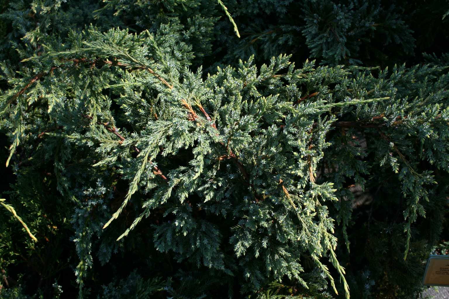 Jałowiec łuskowaty "Holger" / Juniperus squamata "Holger"