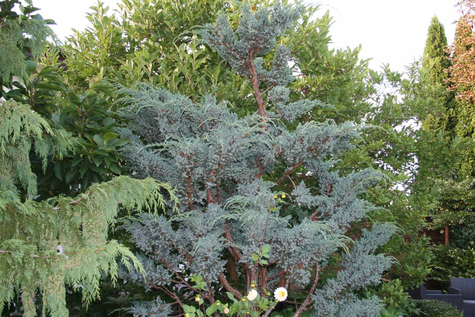 Jałowiec łuskowaty "Meyeri" / Juniperus squamata "Meyeri"