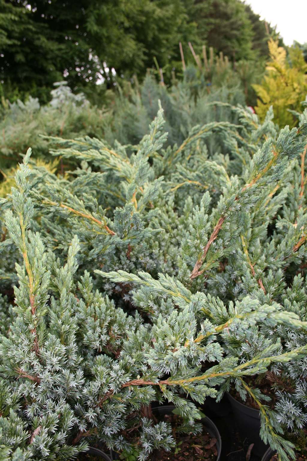 Jałowiec łuskowaty "Meyeri" / Juniperus squamata "Meyeri"