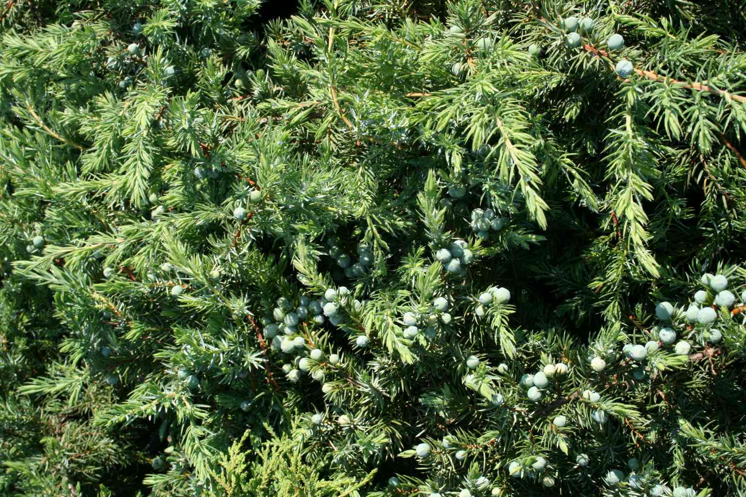 Jałowiec nadbrzeżny "Blue Pacific" / Juniperus conferta "Blue Pacific"