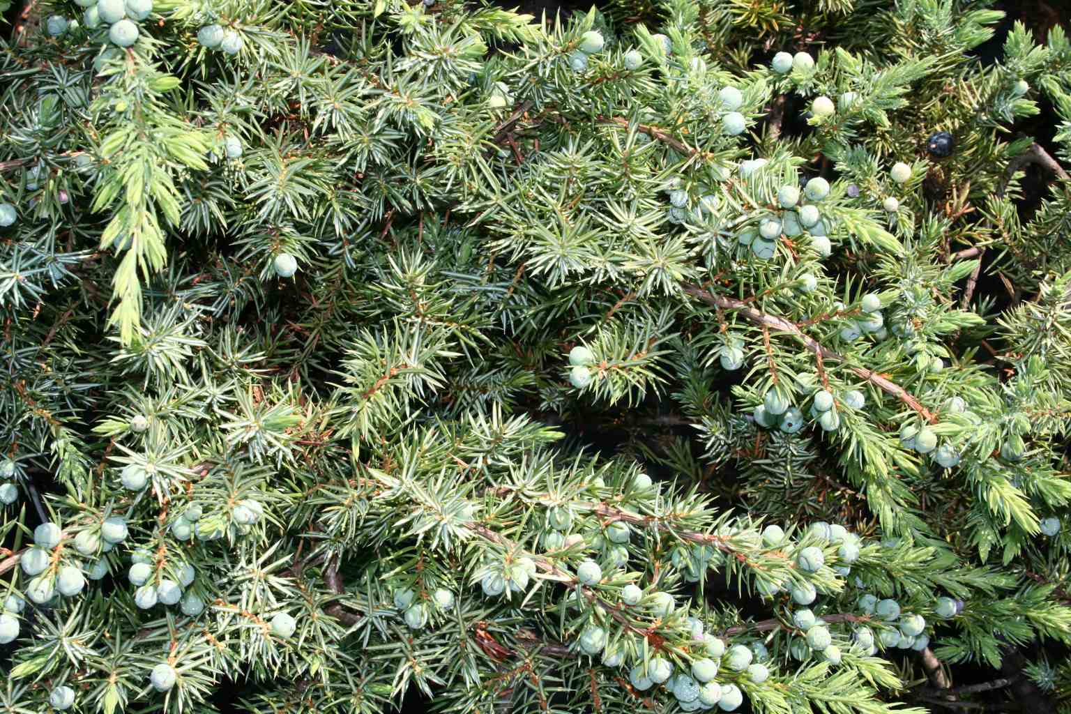 Jałowiec nadbrzeżny "Schlager" / Juniperus conferta "Schlager"
