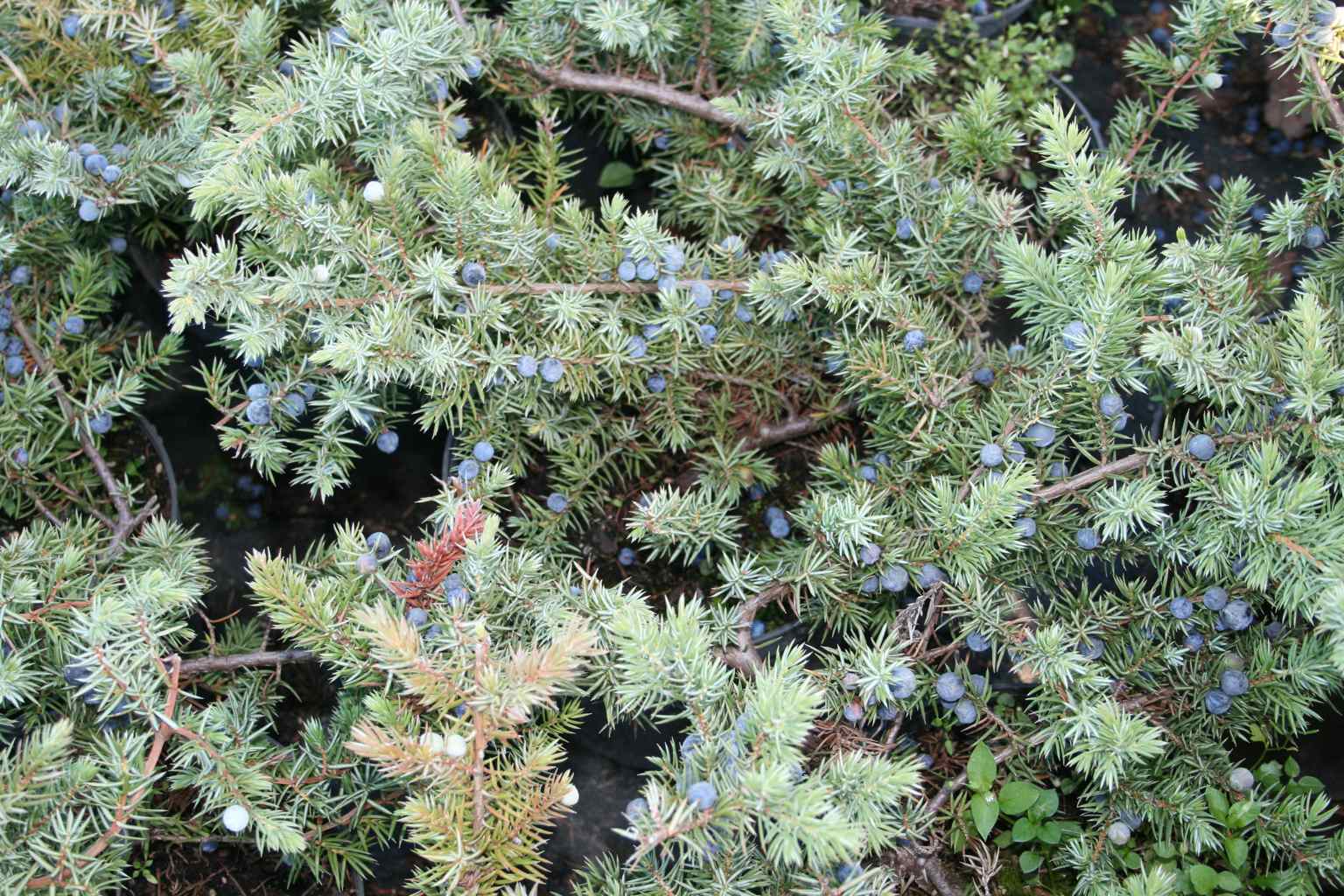 Jałowiec nadbrzeżny "Schlager" / Juniperus conferta "Schlager"